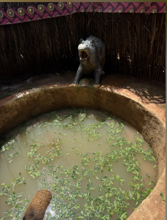 Bentonite Mud Bath
