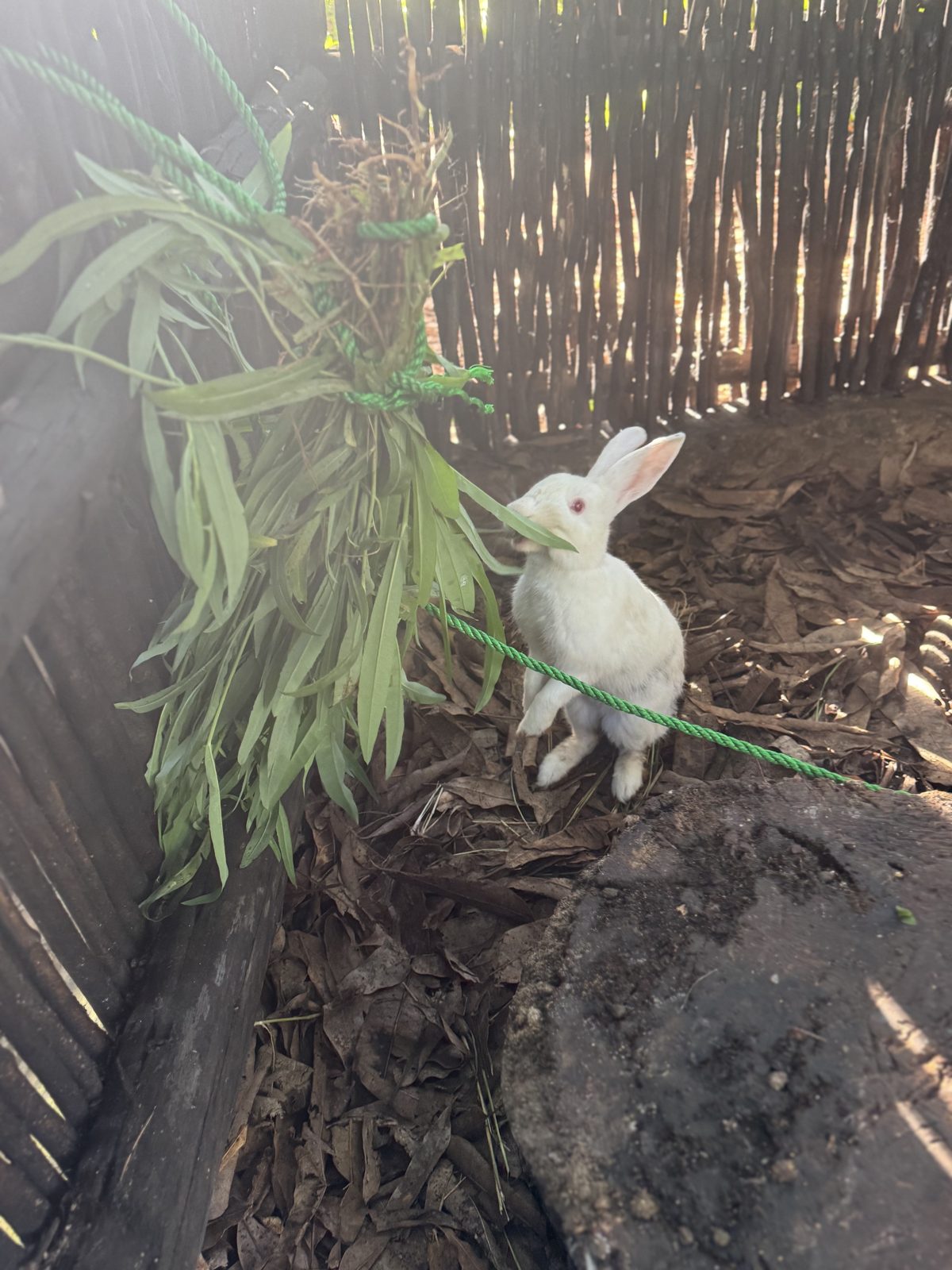 Meet the Rabbits
